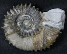 Aegocrioceras Ammonite - Germany #31378-1